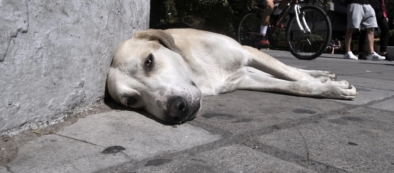 Αδέσποτο κουτάβι κλαίει δίπλα στο άψυχο σώμα ενός άλλου κουταβιού (βίντεο)